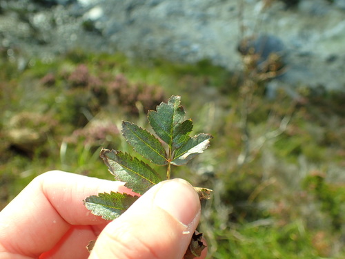 False Rowan (Hedlundia pseudomeinichii)