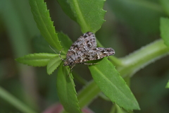 Pseudocoremia productata