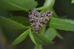 Pseudocoremia productata