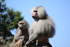 Papio hamadryas