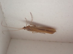 Limnephilus vittatus