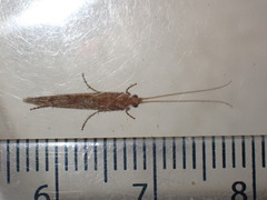 Limnephilus vittatus