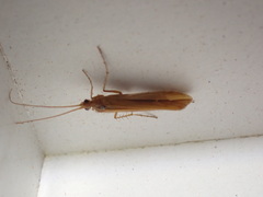 Limnephilus vittatus