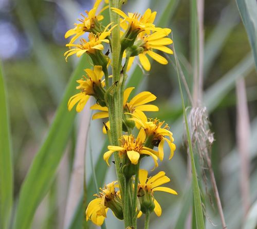 Ligularia sibirica iNat (2)
