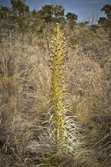 Argyroxiphium kauense