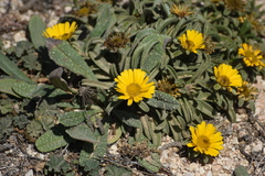 Pallenis maritima
