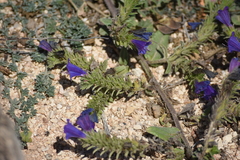 Echium gaditanum