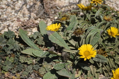 Pallenis maritima