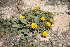 Pallenis maritima