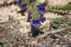 Echium gaditanum