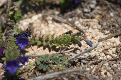 Echium gaditanum