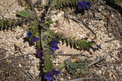 Echium gaditanum