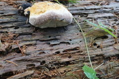 Fomitopsis pinicola