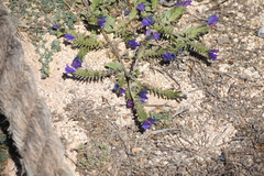 Echium gaditanum
