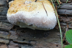 Fomitopsis pinicola
