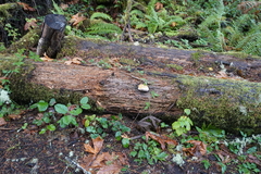Fomitopsis pinicola