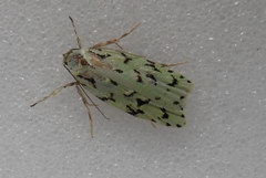 Izatha peroneanella