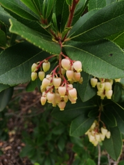 Arbutus unedo