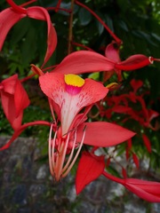 Amherstia nobilis