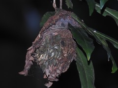 Calligaster himalayensis