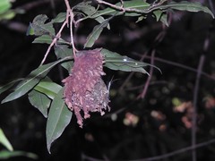 Calligaster himalayensis