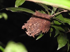 Calligaster himalayensis