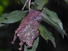 Calligaster himalayensis