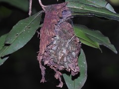 Calligaster himalayensis