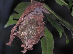 Calligaster himalayensis