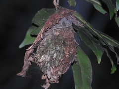 Calligaster himalayensis