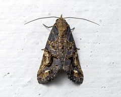 Lophoptera coangulata