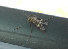 Psectrotanypus dyari