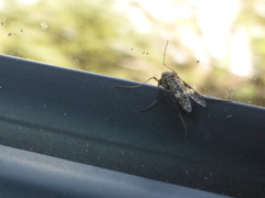 Psectrotanypus dyari