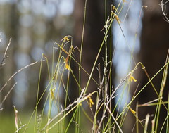 Austrostipa muelleri