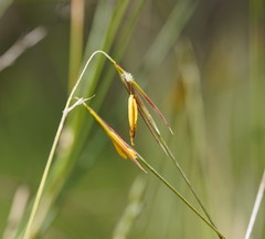 Austrostipa muelleri