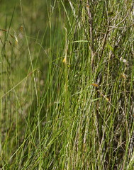 Austrostipa muelleri