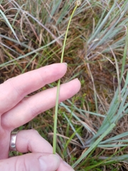 Xyris ambigua