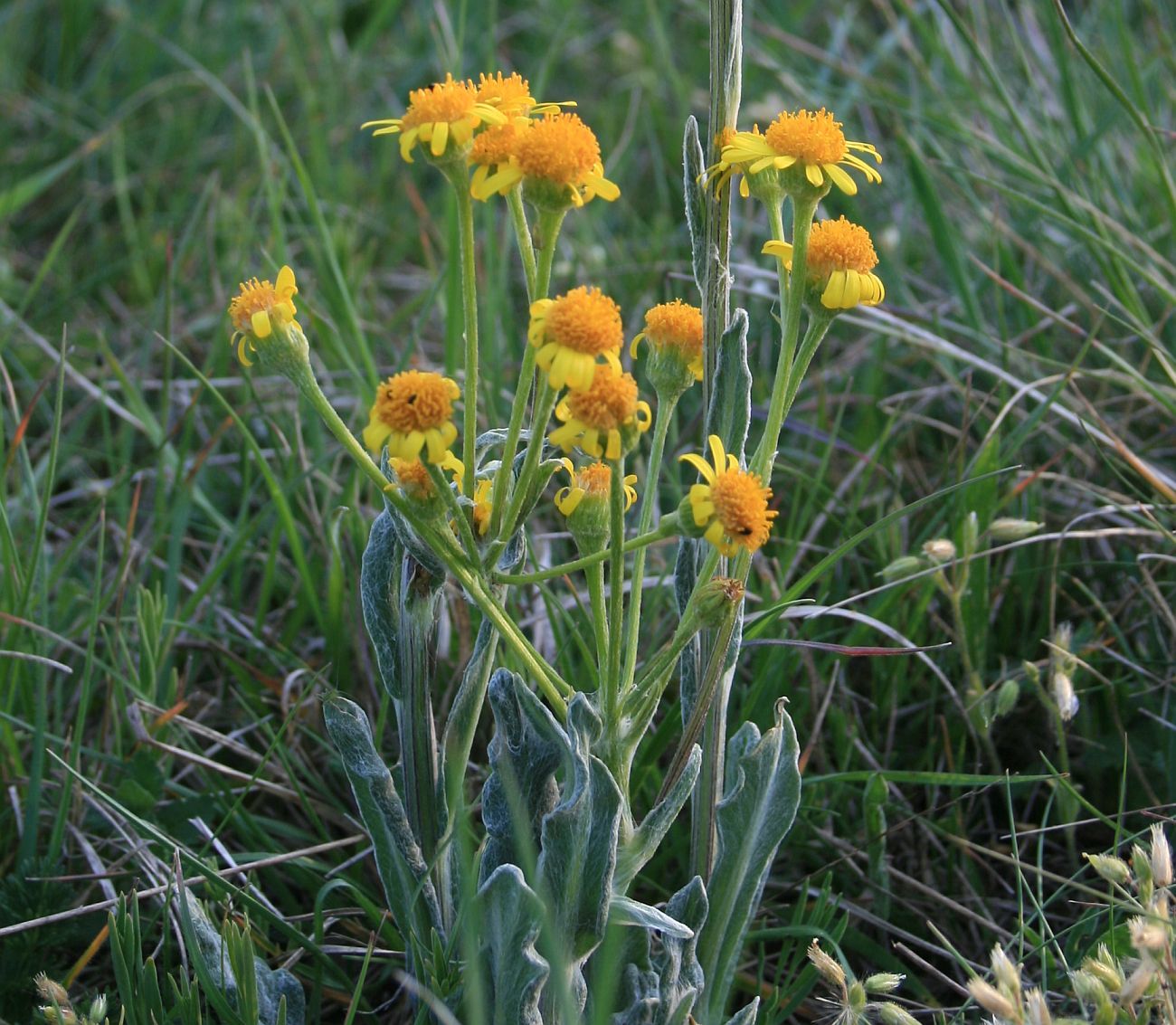 Tephroseris integrifolia