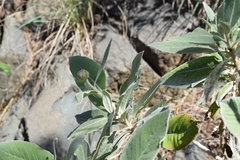 Centaurothamnus maximus