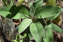 Centaurothamnus maximus