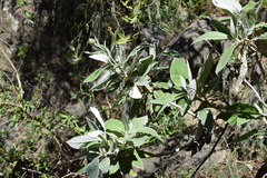 Centaurothamnus maximus