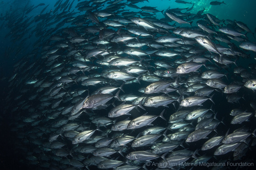Bigeye trevally