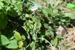 Cynoglossum bottae