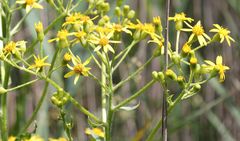 Senecio umbrosus