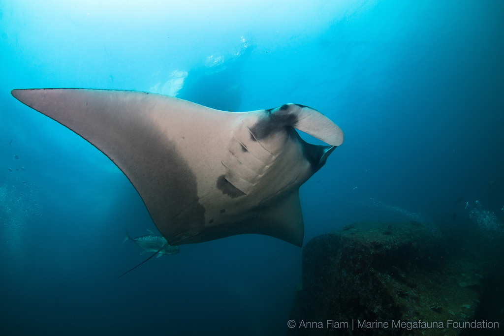 Oceanic Manta Ray (Peces arrecifales del Pacífico de Costa Rica