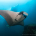 Oceanic Manta Ray - Photo (c) Anna Flam, some rights reserved (CC BY-NC), uploaded by Anna Flam