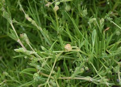 Spergularia tasmanica
