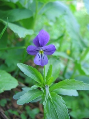 Viola disjuncta