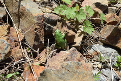 Hyla felixarabica