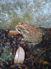 Duttaphrynus melanostictus